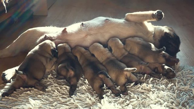 Pug dog breast feeds newborn puppies with milk on the floor