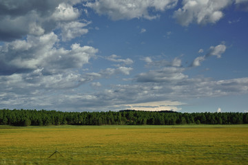 meadow with forest and dramatic clouded sky in background