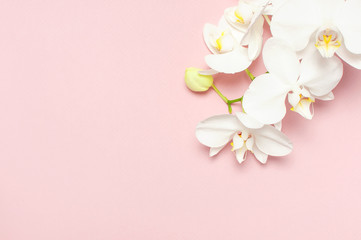 Beautiful White Phalaenopsis orchid flowers on pastel pink background top view flat lay. Tropical flower, branch of orchid close up. Pink orchid background. Holiday, Women's Day, Flower Card, beauty