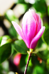 Beautiful magnolia flowers