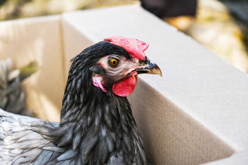  Chicken is isolated in a paper box in the spring. To buy. Outside. Copy space. Close up.
