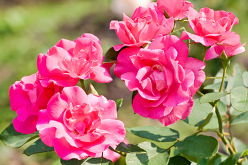 Pink roses among green foliage