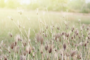 Swollen finger grass flower Background