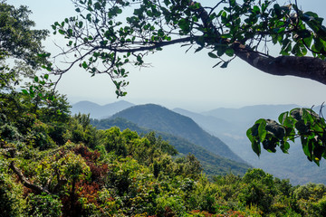 Obraz premium beautiful landscape nature of forest and mountain panorama background. green hill by trees and plants.india kerala karnataka wildernest resort