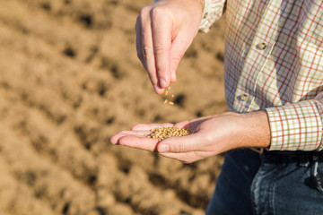 Man in checkered shirt. Farmer's hand holding and examining grains on ground background. Sowing time. Agribusiness concept. Close up. Side view. 