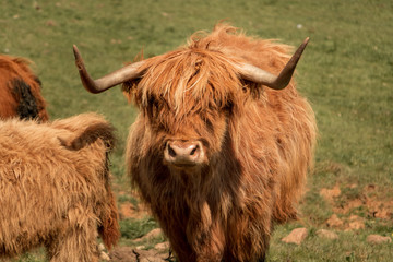 vache écossaise 