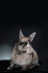 Studio portrait of a lovely little rabbit looking at camera. 