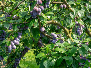 B&uuml;hler Zwetschge