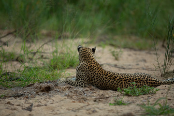 Young leopard playing with a duiker that mom killed