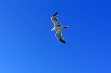 Flying seagull close up against clear blue sky, bottom view - 255106665