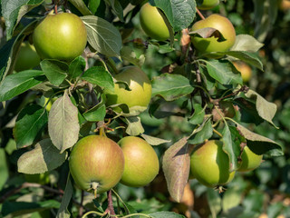 Apfel Falstaff