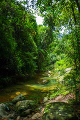 Fototapeta na wymiar River in jungle rainforest, Khao Sok, Thailand