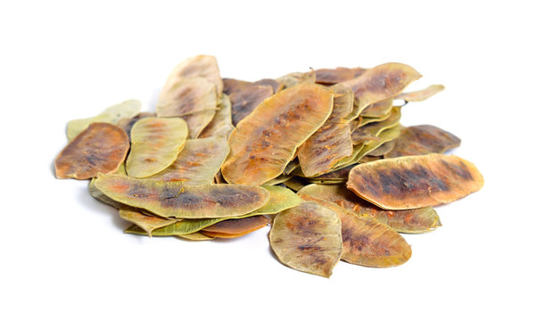 Alexandrina senna pods. Cassia senna, Egyptian senna, Tinnevelly senna, East Indian senna isolated on white background