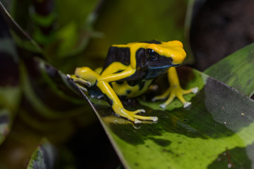 Dyeing poison dart frog 
