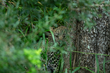 Young leopard playing with a duiker that mom killed