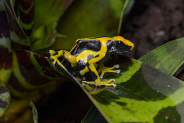 Dyeing poison dart frog 