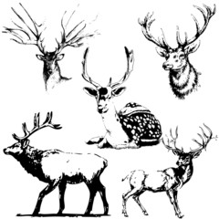 Elk collection vector illustration