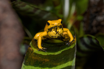 Golden poison frog calling in a bromeliad