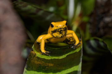 Golden poison frog calling in a bromeliad