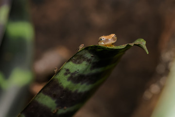 Hourglass tree frog sitting on a bromeliad