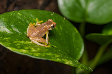 Hourglass tree frog sitting on a plant