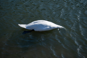 white swan in the lake