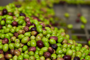 Olive fruit