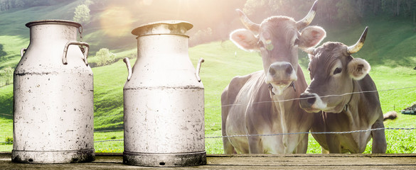 Kühe mit Milchkannen