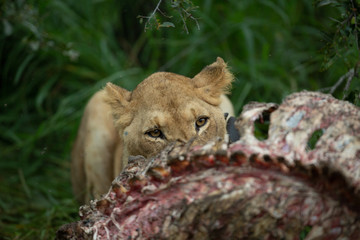 Lioness focussed on her kill