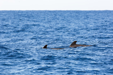 Beautiful view of the short-finned pilot whale (Globicephala macrorhynchus) surfacing in the Atlantic ocean at Madeira island during a catamaran excursion