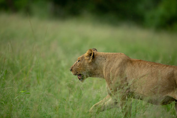 Young Lions after a kill. Bellies full and content.