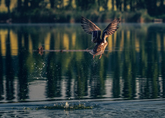 Fototapeta premium Wild duck