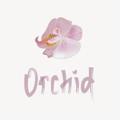 Vector illustration with beautiful orchid.