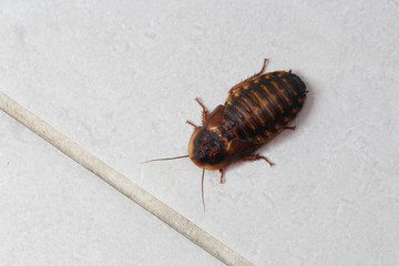 Top view of cockroach in toalet - obrazy, fototapety, plakaty