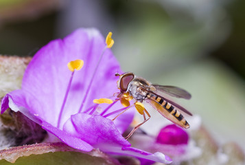 PIccola mosca elegante di profilo su un fiore viola