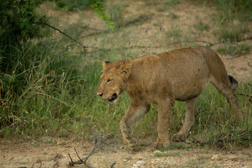 Young Lions after a kill. Bellies full and content.