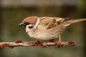 Tree sparrow (Passer montanus) on a branch.  East Moravia. Europe.