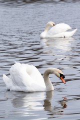 Obraz premium Two white swans (Cygnus olor) swimming on the pond. Bezruc. Northern Moravia. Europe.