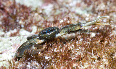 Piccolo granchio in primo piano