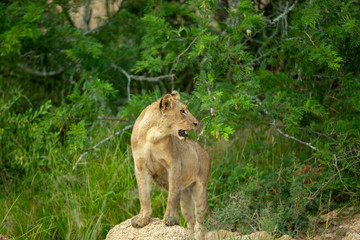 Young Lions after a kill. Bellies full and content.