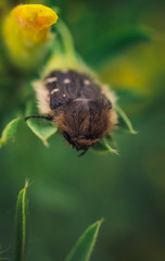 Beetle