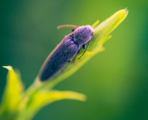 Beetle