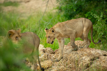 Young Lions after a kill. Bellies full and content.