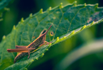 Cricket