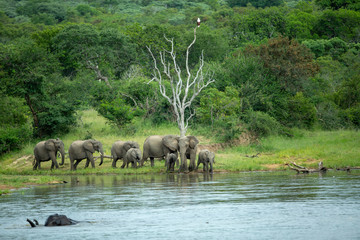Fototapeta premium A herd of elephant drinking at a local watering hole. 