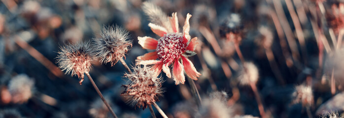 Fototapeta Beautiful dry flower covered with hoarfrost. obraz