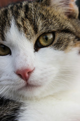 cat face. close up of a brown and white cat. 