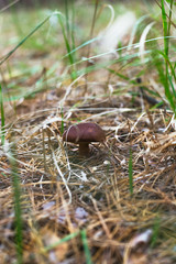 Beautiful edible mushroom in a pine forest