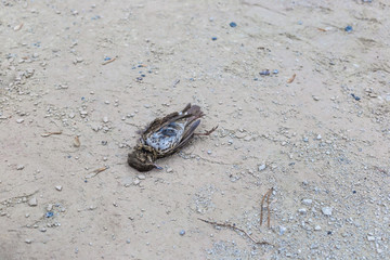 Dead bird on concrete floor
