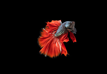 Close up movement of Betta fish,Siamese fighting fish isolated on black background. 